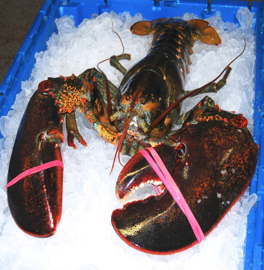 Live Hardshell Lobster